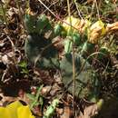 Image of <i>Opuntia nemoralis</i>