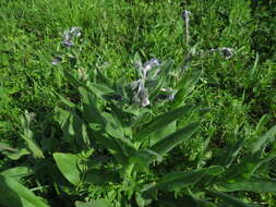 Image of blue hound's tongue