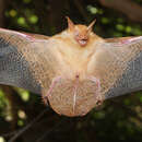 Image of Welwitch's Bat