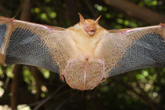 Image of Welwitch's Bat