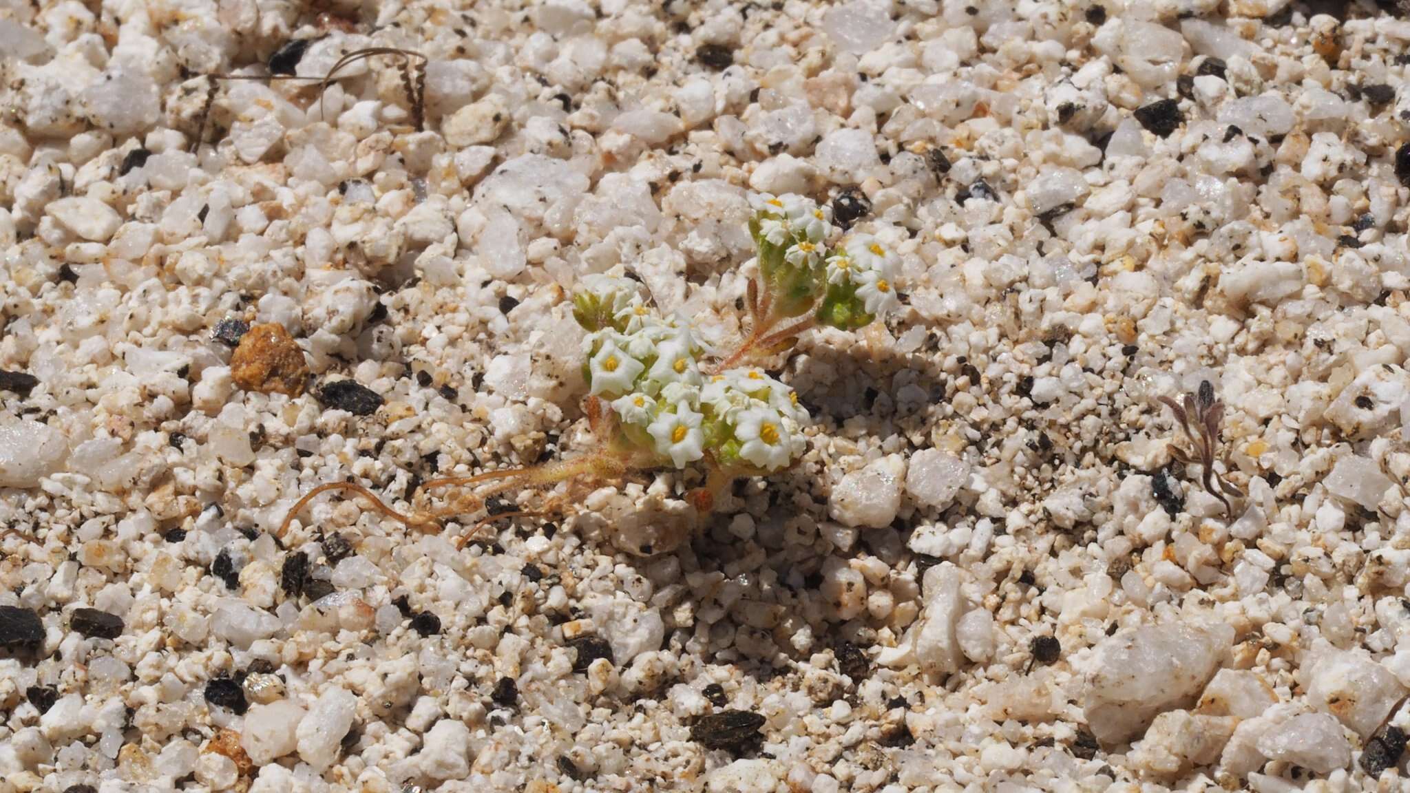 Image of San Bernardino Mountain gilia