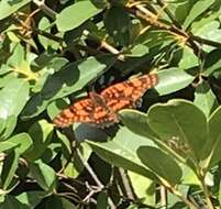 Image of Puerto Rican Checkerspot