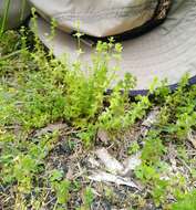 Image of piedmont bedstraw