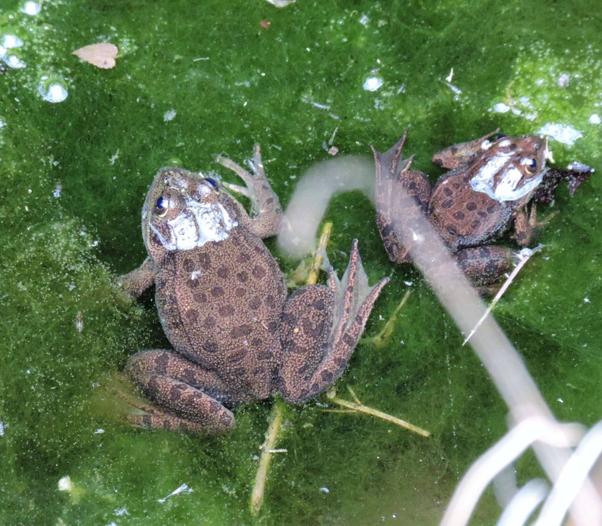 Image of Montezuma Leopard Frog