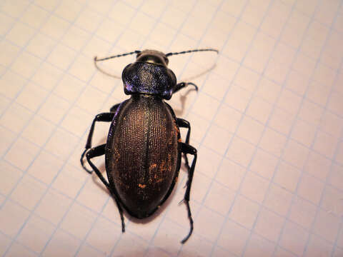 Image of Carabus (Megodontus) schoenherri Fischer von Waldheim 1820