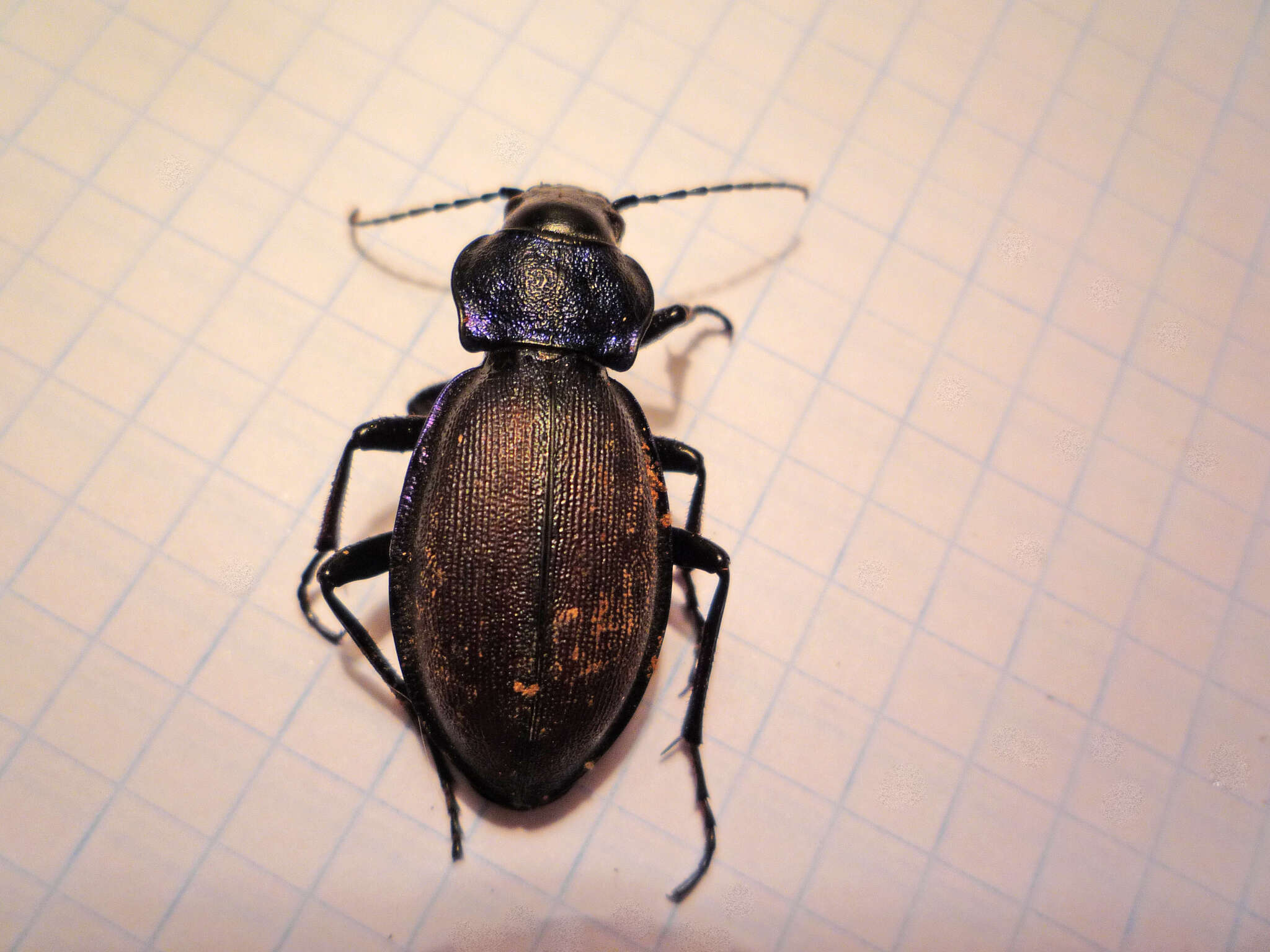 Imagem de Carabus (Megodontus) schoenherri Fischer von Waldheim 1820