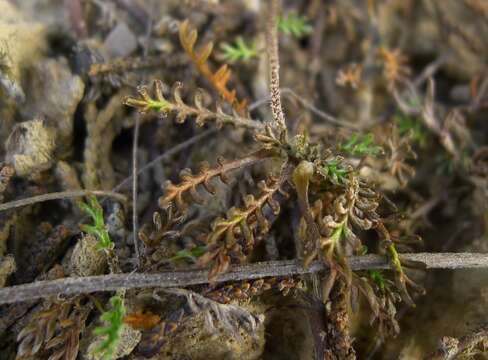 Plancia ëd Leptinella pectinata (Hook. fil.) D. G. Lloyd & C. J. Webb