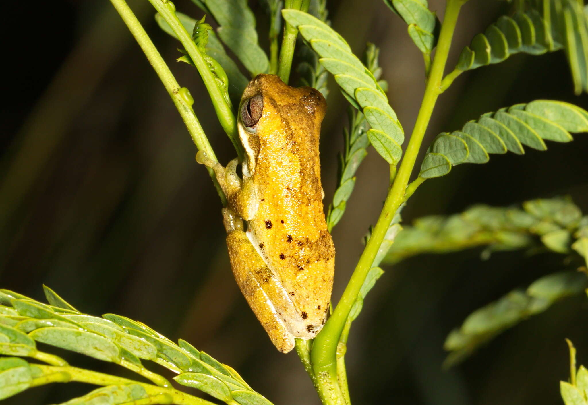 Image of Chiromantis nongkhorensis (Cochran 1927)