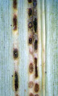 Image of Puccinia chathamica McKenzie 2008