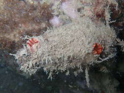 Image of grooved sea squirt