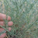 Image of Artemisia marschalliana Spreng.