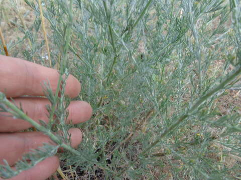 Artemisia marschalliana Spreng. resmi