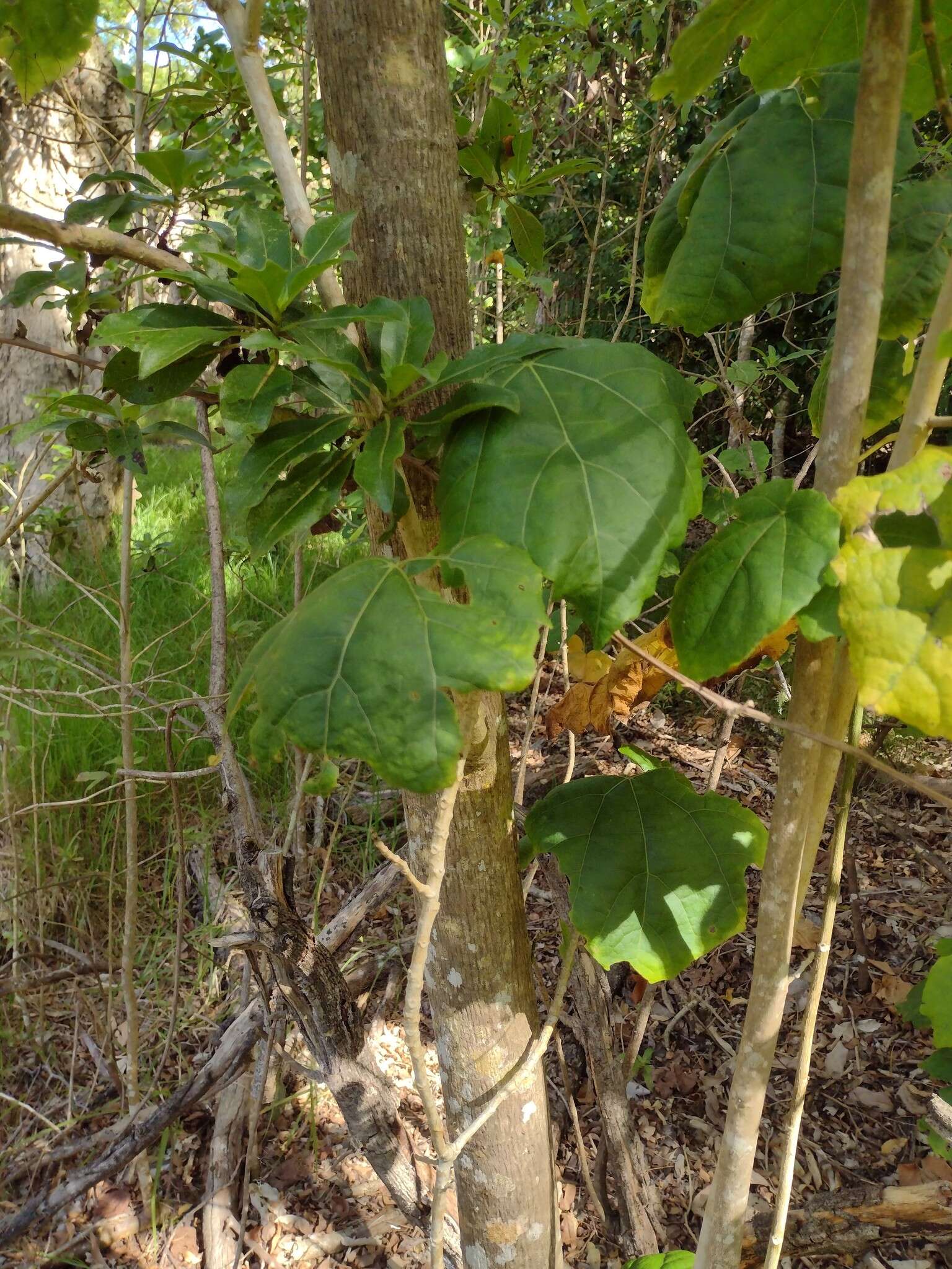 Image of Kilauea hau kuahiwi