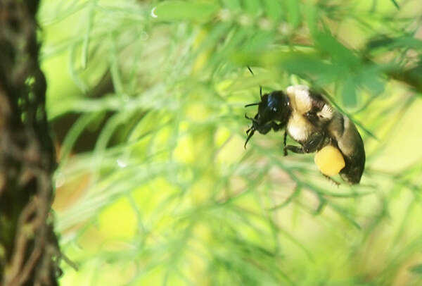 Слика од Bombus fraternus (Smith 1854)