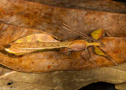 Image of Seychelles leaf insect