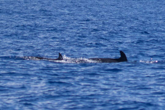 Image of false killer whale