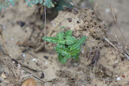 صورة Asclepias prostrata W. H. Blackw.