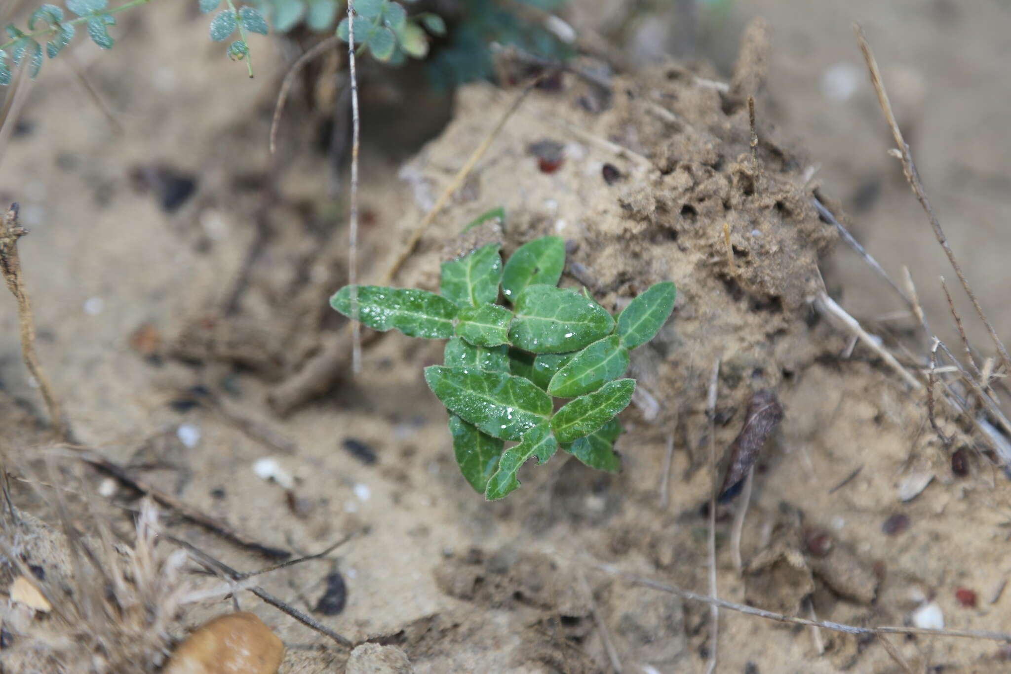 صورة Asclepias prostrata W. H. Blackw.