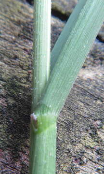 Image of southern cutgrass