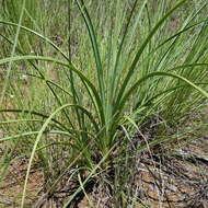 Image of Kniphofia laxiflora Kunth