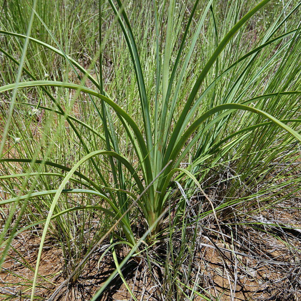 Слика од Kniphofia laxiflora Kunth