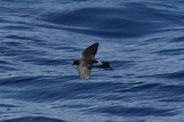 Image of New Zealand Storm Petrel