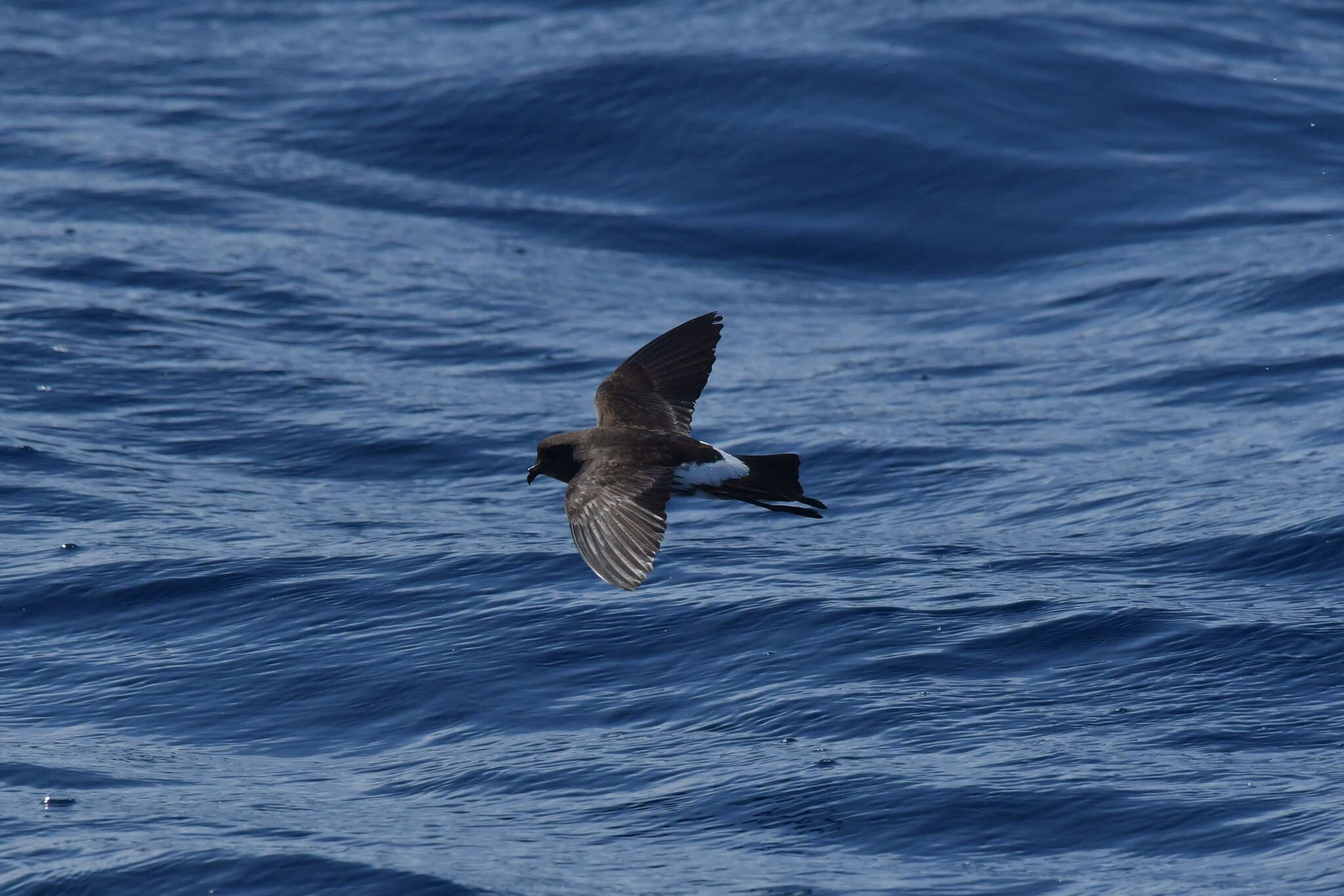 Image of New Zealand Storm Petrel