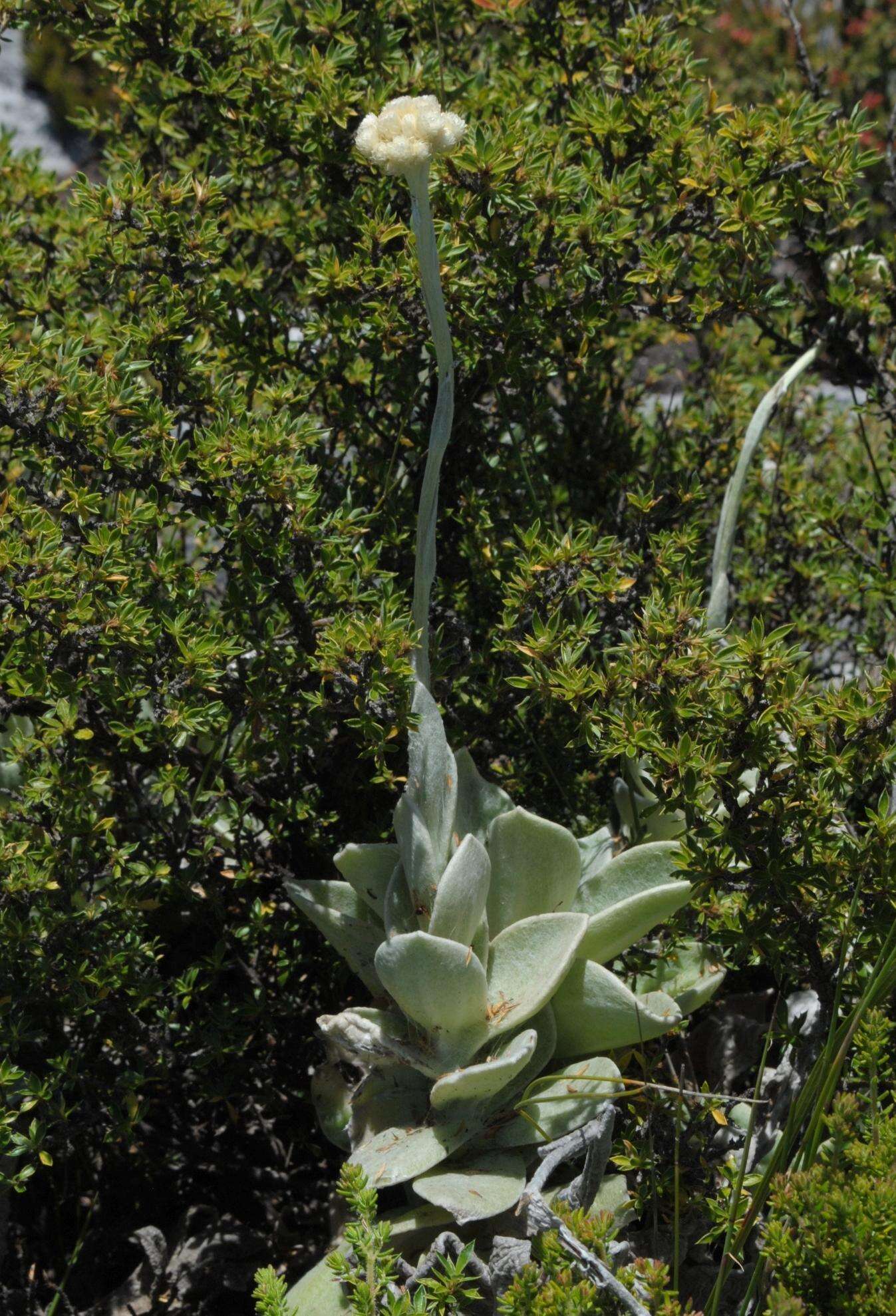 Слика од Helichrysum grandiflorum (L.) D. Don