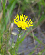 Image of Inula ciliaris (Miq.) Matsum.