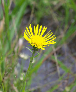 Imagem de Inula ciliaris (Miq.) Matsum.