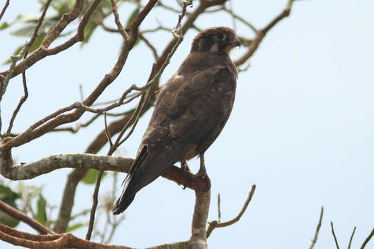 Image of Brown Falcon