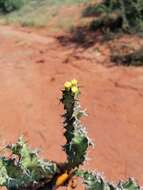 Sivun Euphorbia enormis N. E. Br. kuva