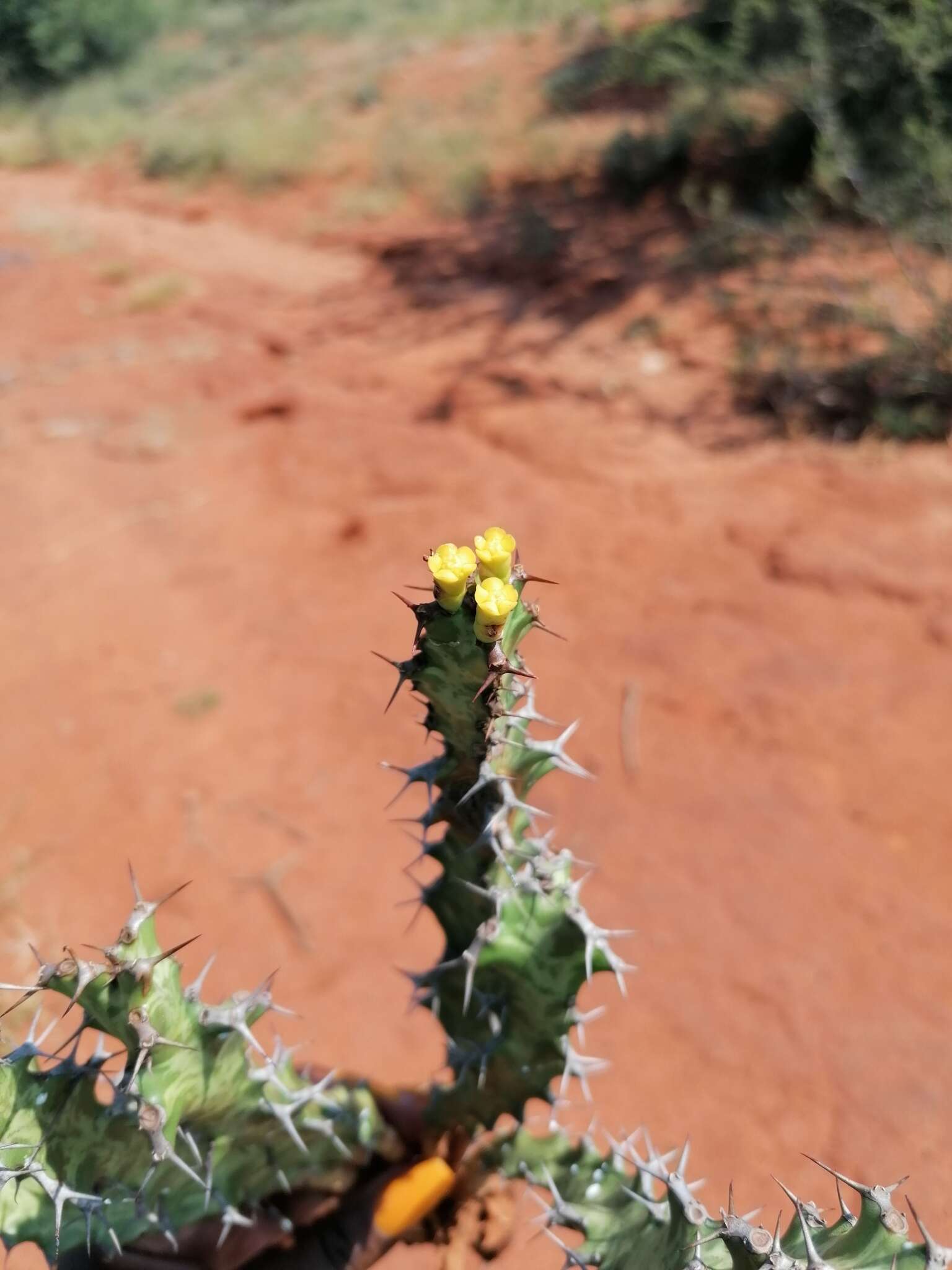 Image of Euphorbia enormis N. E. Br.