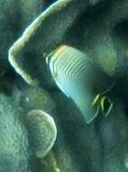 Image of Herringbone Butterflyfish