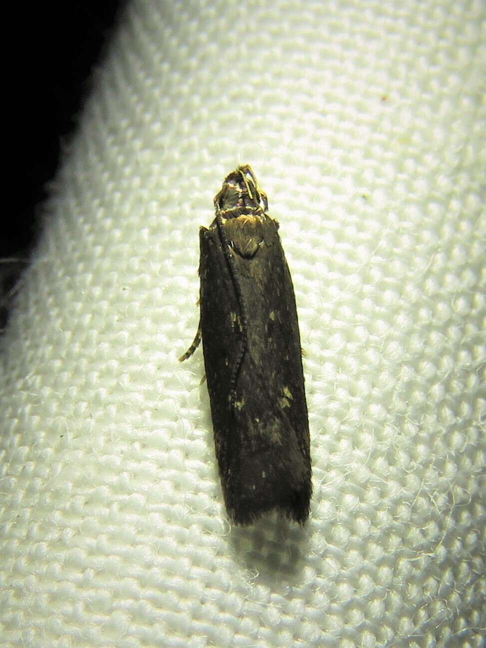 Image of Eyeringed Chionodes Moth