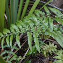 Image of Asplenium lyallii Hook.