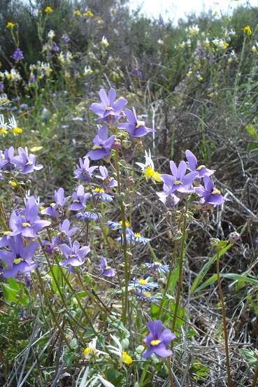 Image of Nemesia leipoldtii Hiern