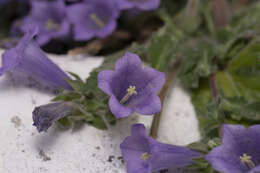 Image de Campanula hagielia Boiss.