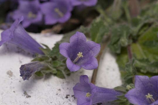 Campanula hagielia Boiss. resmi