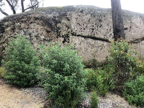 Image of Prostanthera petraea B. J. Conn