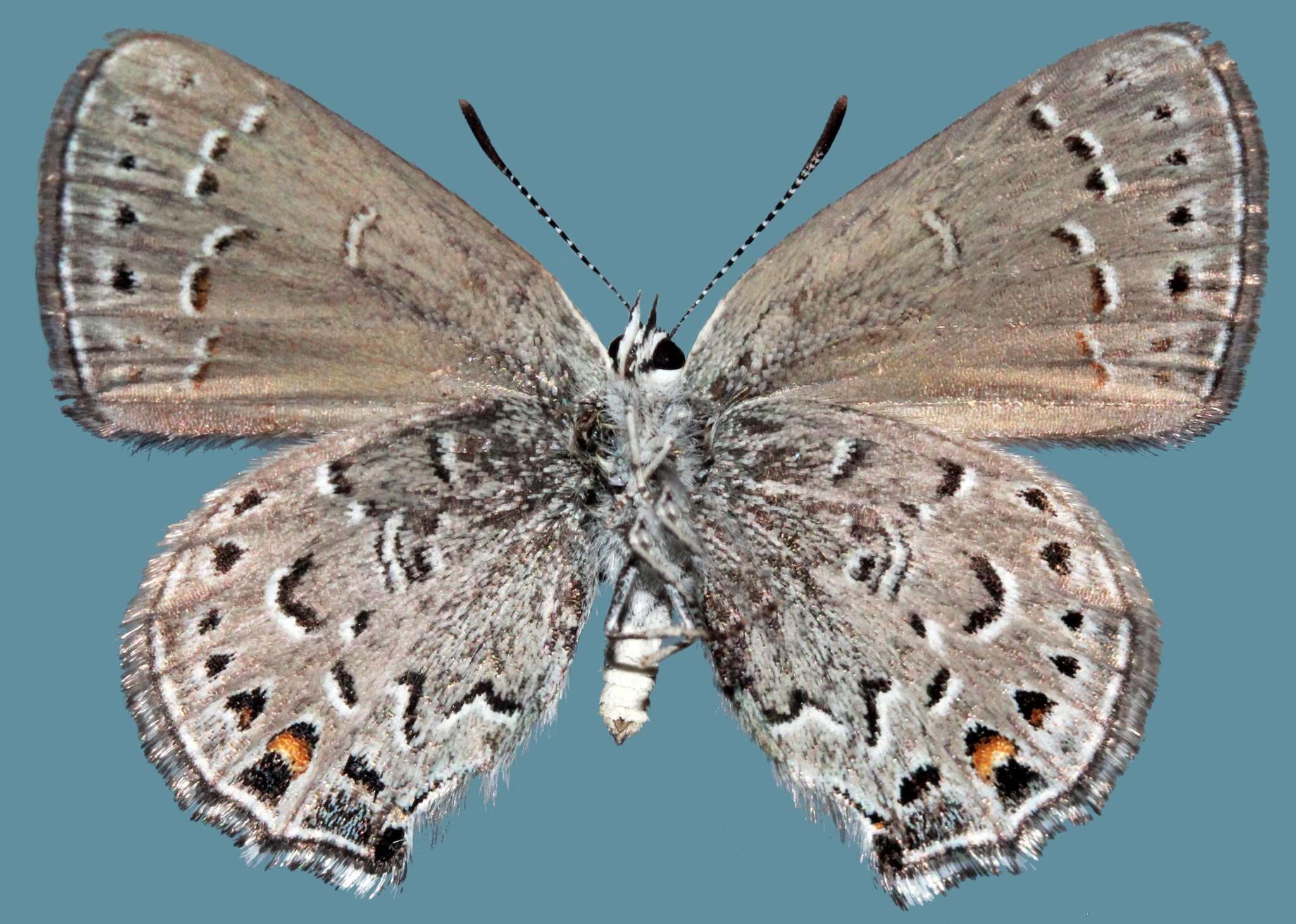 Image of <i>Satyrium <i>behrii</i></i> behrii