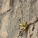 Image of Pachyphytum viride Walther