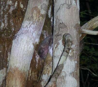 Image of Greater Hedgehog Tenrec