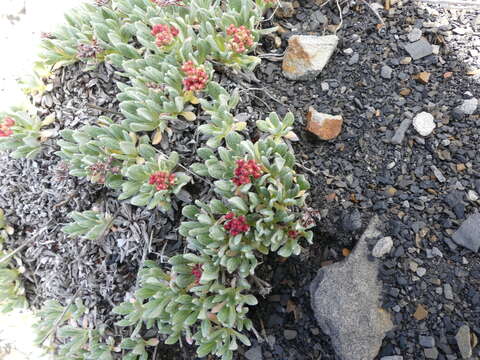 Image of rockjasmine buckwheat