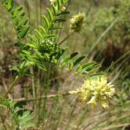 Image of Astragalus strigulosus Kunth