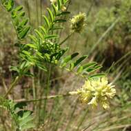 Sivun Astragalus strigulosus Kunth kuva