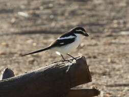 Image of Lanius collaris aridicolus Clancey 1955