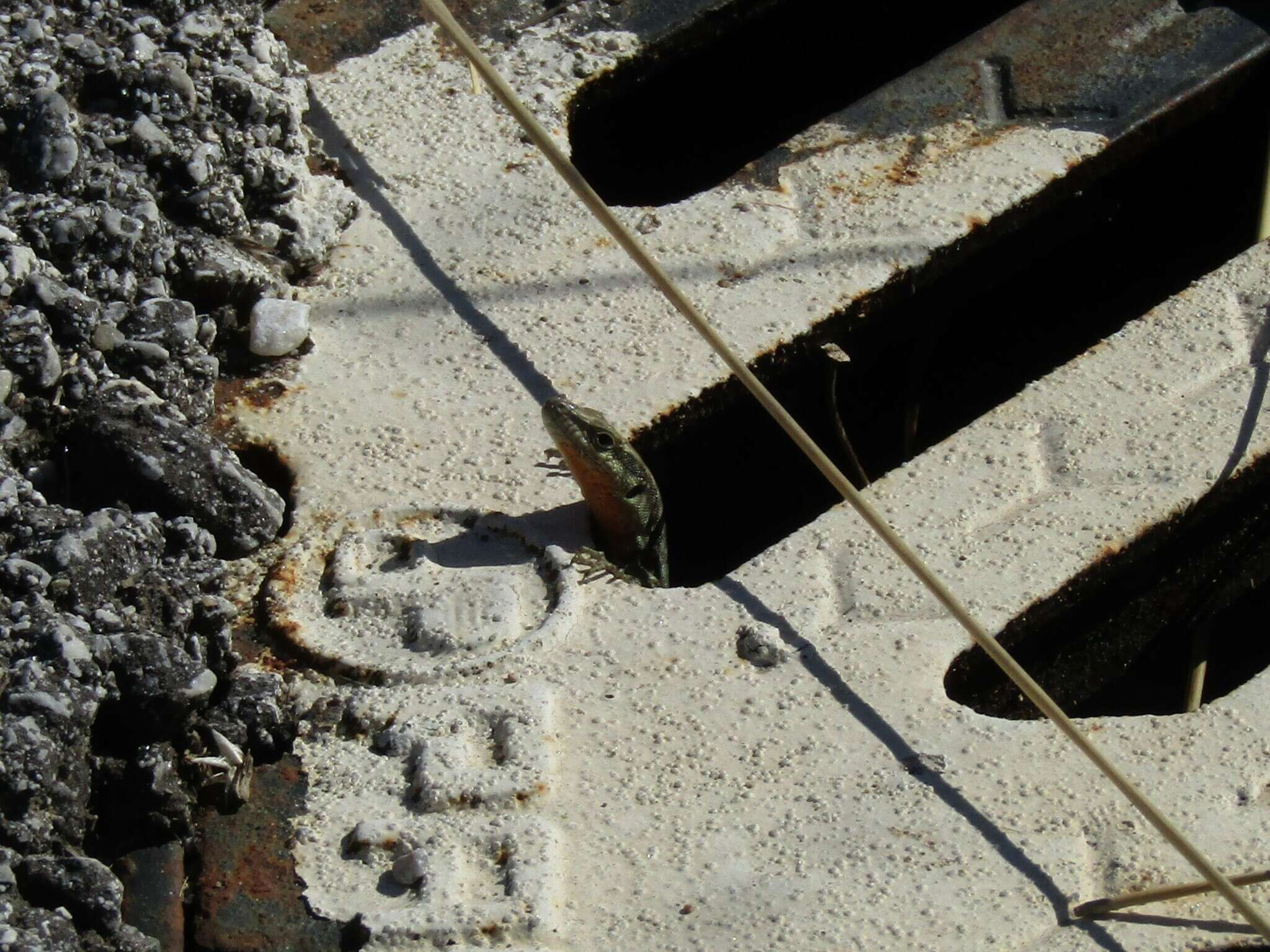 Image of Anatolian Rock Lizard