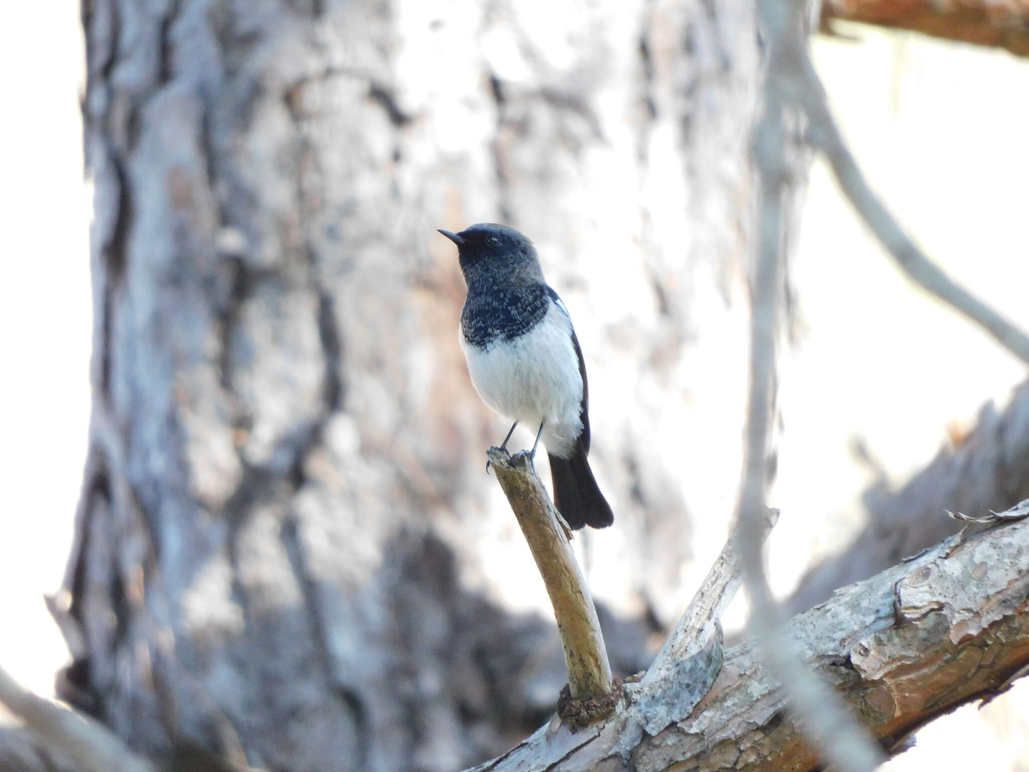 Image of Blue-capped Redstart