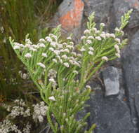 Image of Brunia microphylla Thunb.